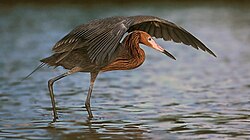 Little Guana Caye plays host to the largest colony of reddish egrets in the Caribbean. Reddish Egret Canopy Hunting.jpg