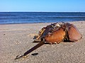 Miniatura para Lisado amebocitario de Limulus