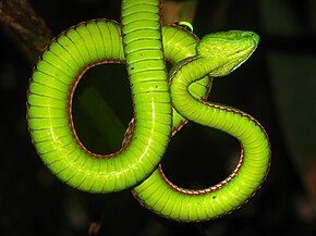 Descrierea imaginii Reptile Medo Pit Viper Viridovipera medoensis.jpg.