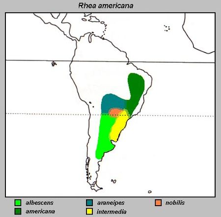 Rhea americana Distribuzione.jpg