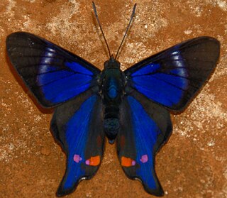 <i>Rhetus</i> Genus of butterflies