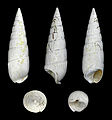 * Nomination Shell of an Eocene gastropod, Rhinoclavis striatus --Llez 04:45, 14 August 2012 (UTC) * Promotion Good quality. --Poco a poco 05:24, 14 August 2012 (UTC)