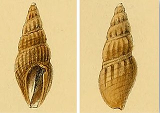 <i>Rhodopetoma erosa</i> Species of gastropod
