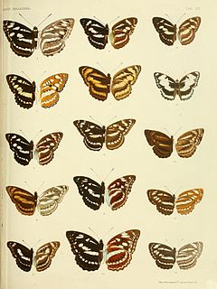 <i>Athyma larymna</i> Species of butterfly