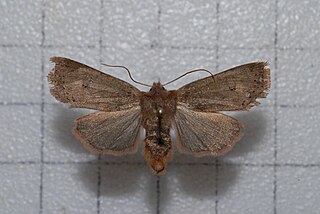 <i>Rhynchaglaea perscitula</i> species of insect