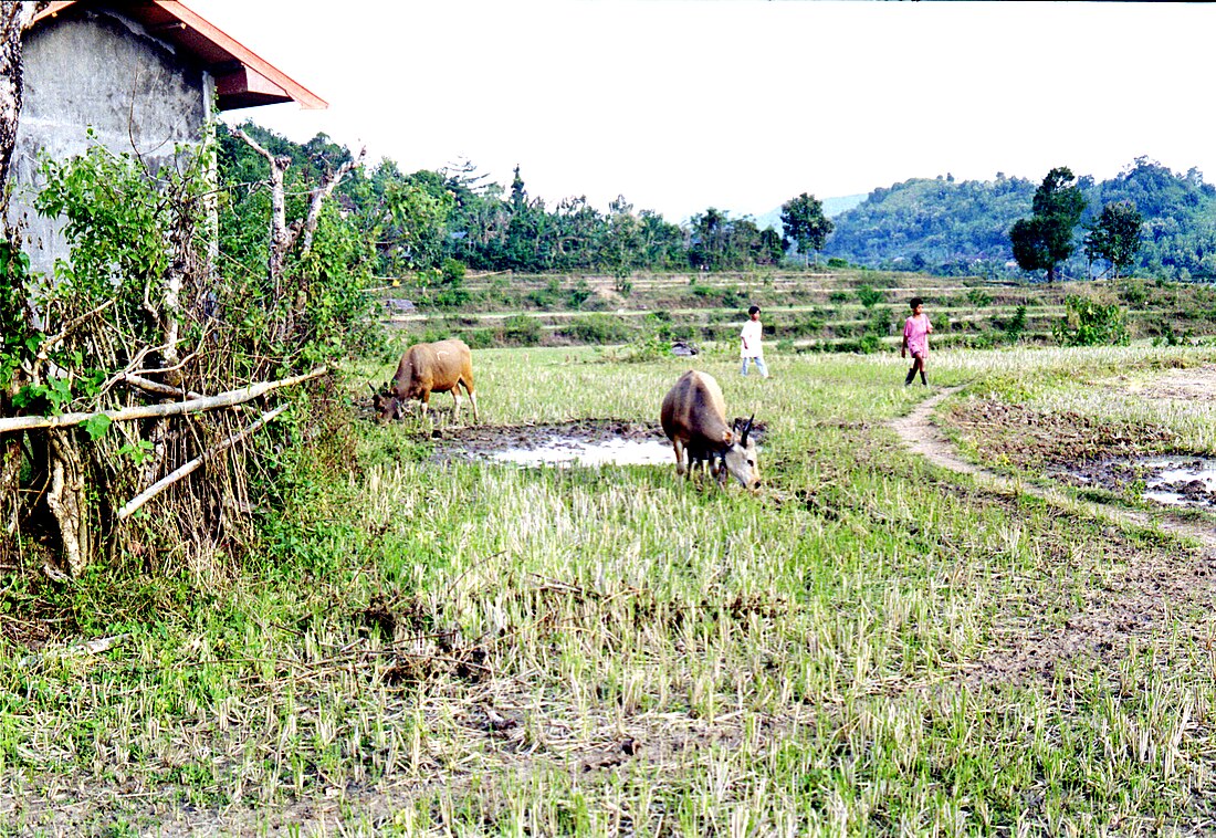 Sumbawa