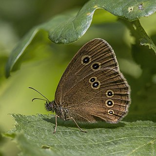 Ringlet butterfly (Aphantopus hyperantus)