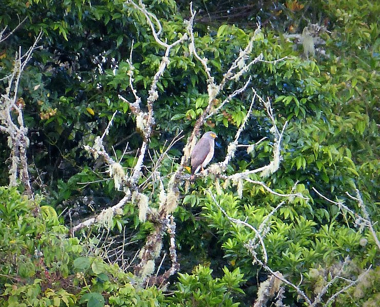 File:Roadside Hawk Rupornis magnirostris, Boquete, Panama.jpg
