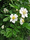 Rosa multiflora 1006.JPG