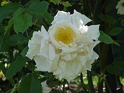 'Euterpe', Tantau 1937 [ 'Ophelia' × Rosa multiflora] × 'Florex'