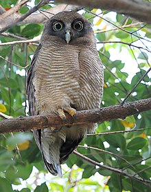 Male rufous owl, Cairns Rufous Owl 7373.jpg