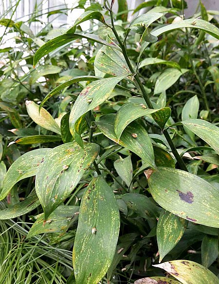 Ruscus hypoglossum shrubs.jpg