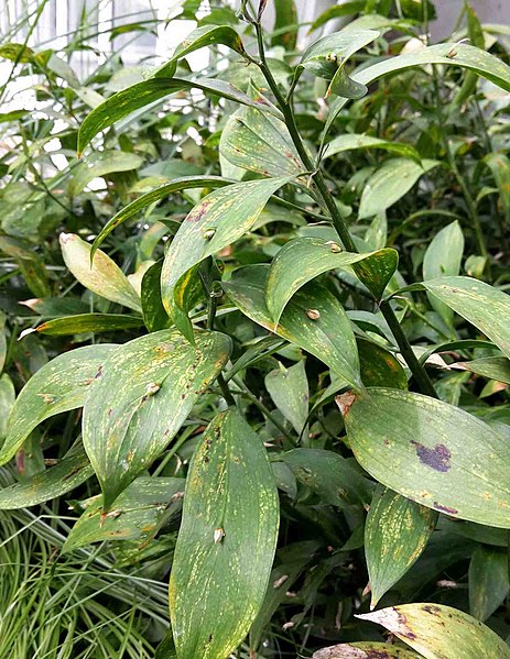 File:Ruscus hypoglossum shrubs.jpg