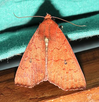 <i>Anomis fulvida</i> Species of moth