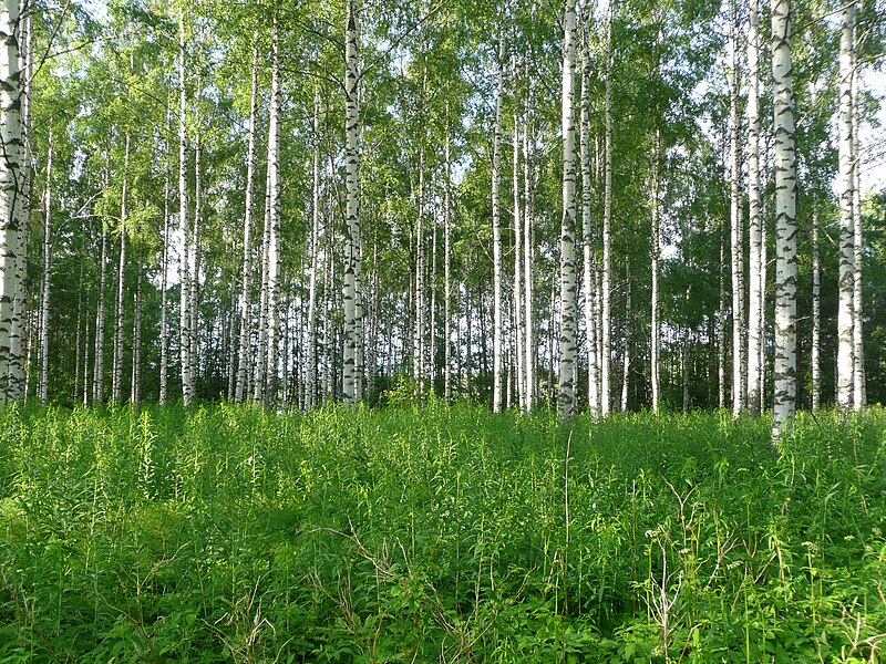 File:Rusisaari Birkenwald.jpg