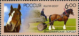 Vladimir Heavy Draft Russian breed of draught horse