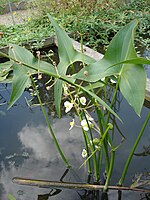 Sagittaria latifolia (flowers).jpg