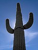 Saguaro en el desierto de Sonora