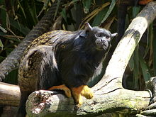 Sagui-de-wied – Wikipédia, a enciclopédia livre