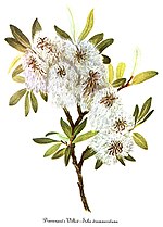 Miniatura para Salix drummondiana