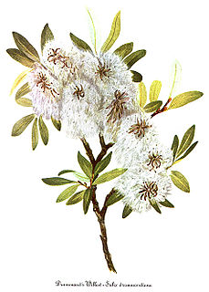 <i>Salix drummondiana</i> Species of willow