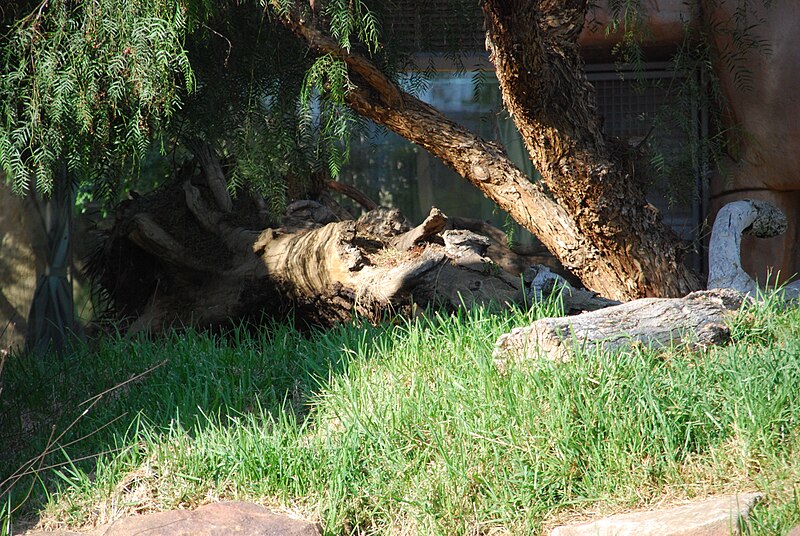 File:San Diego Zoo Safari Park 37 2014-08-29.JPG