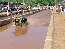 Zwei Wasserbüffel, die von einem Mann getrieben werden