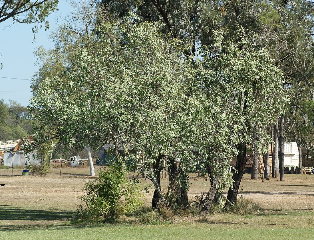 Santalum lanceolatum