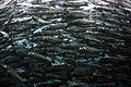 Sarm av sardiner i Loro Parque.jpg