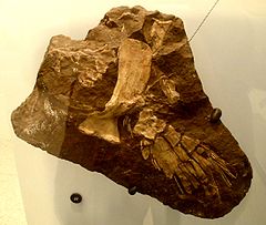 Fossilized fin of the Devonian lobe-finned fish Sauripterus Sauripteris taylori.JPG