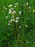 Saxifraga granülata 001.JPG