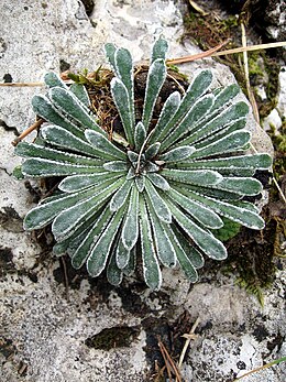 Saxifraga Longifolia: Descripción, Propiedaes, Taxonomía