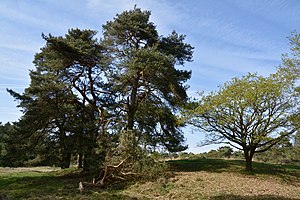 Schleswig-Holstein, Kellinghusen, Naturschutzgebiet Heideflächen bei Kellinghusen NIK 3439.JPG