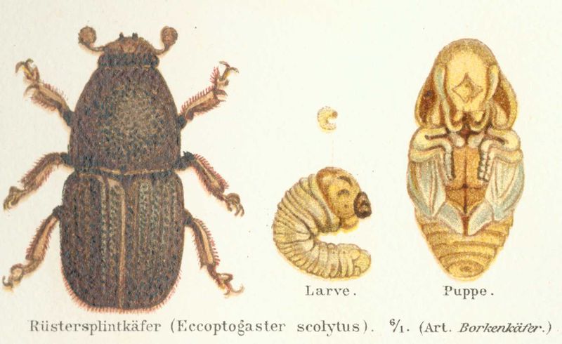 File:Scolytus scolytus 1 meyers 1888 v16 p352.jpg