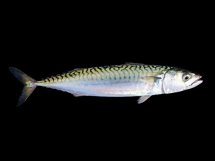 The mackerel, Scomber scombrus, like many pelagic fish, is dark above, pale below, camouflaging it against the ocean depths and the bright surface.[c]