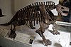 Skeletal mount of Scutosaurus.