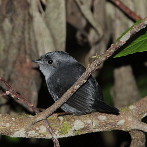 Beskrivelse af Scytalopus speluncae - Musefarvet Tapaculo.JPG-billede.