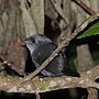 Thumbnail for Mouse-coloured tapaculo