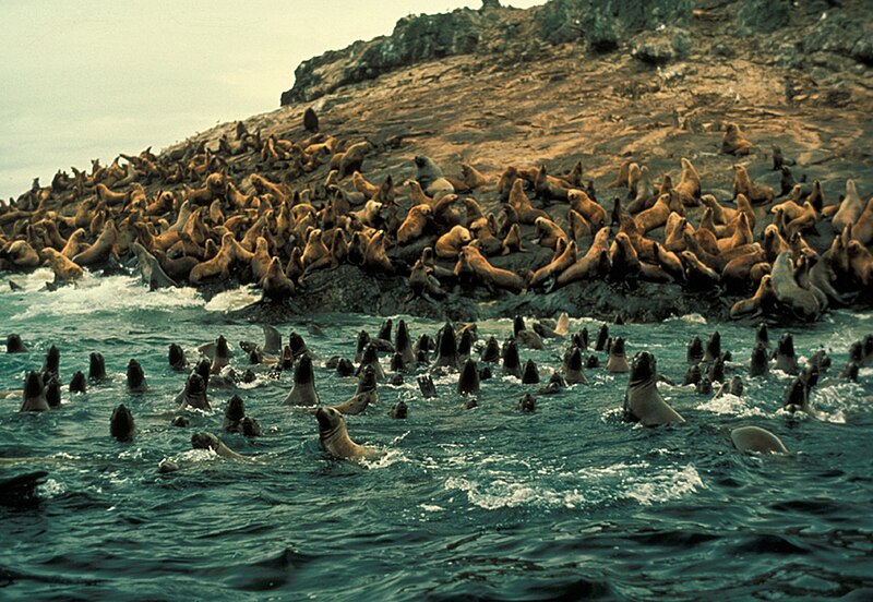 File:Sea lion group at haulout.jpg
