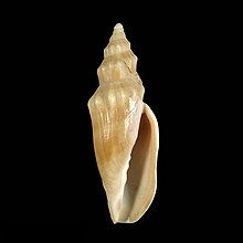 Seashell Alcithoe aillaudorum.jpg