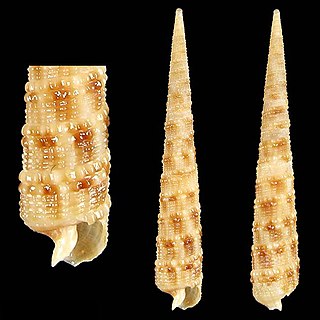 <i>Terebra neglecta</i> species of mollusc
