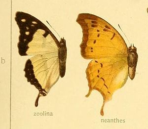 Seitz Plate 32CharaxesZoolina.jpg