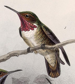 <span class="mw-page-title-main">Glow-throated hummingbird</span>