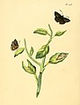 142. Papilio flavomarginatus (= Salatis flavomarginatus)