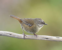 Tasmanian Scrubwren (Sericornis humilis), Melaleuca, Southwest Conservation Area, Tasmania, Australia