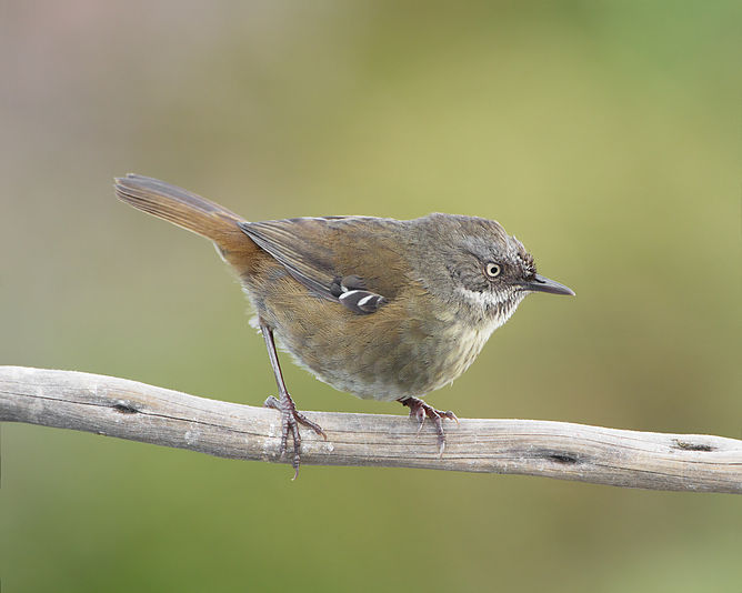 Tasmanian Scrubwren