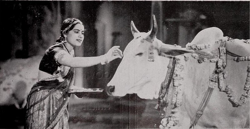 File:Shanta Apte and cow.jpg