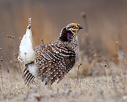 The sharp-tailed grouse is the official provincial bird of Saskatchewan. Sharp-Tailed Grouse (26089894256) (cropped).jpg