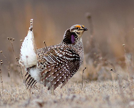 Sharp-Tailed Grouse (26089894256) (cropped)