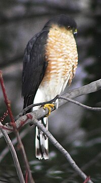 A sharp-shinned hawk on Gildersleeve mountain Sharp-shinned Hawk on Gildersleeve mountain.jpg